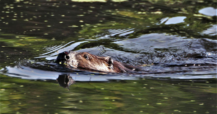 beaver in water